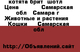 котята брит. шотл. › Цена ­ 2 000 - Самарская обл., Самара г. Животные и растения » Кошки   . Самарская обл.